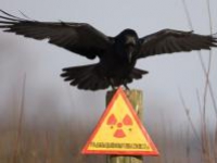 Ядерные взрывы в Хибинах