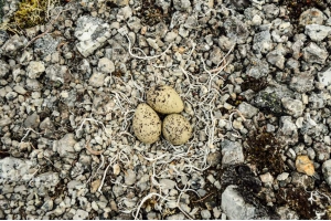 Случайное фото из Хибин